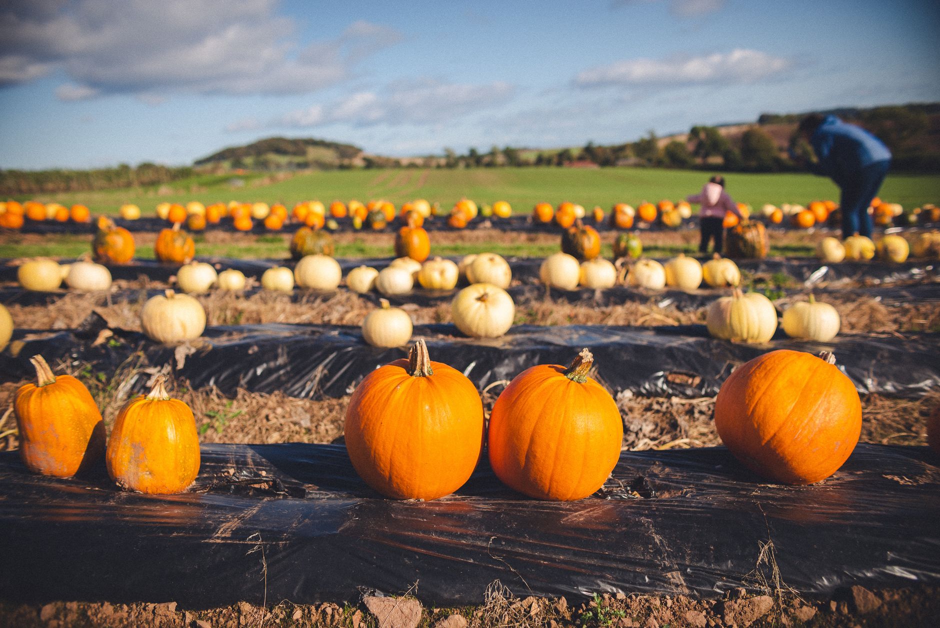 Pumpkin patch on an autumn day near Boulder Colorado
