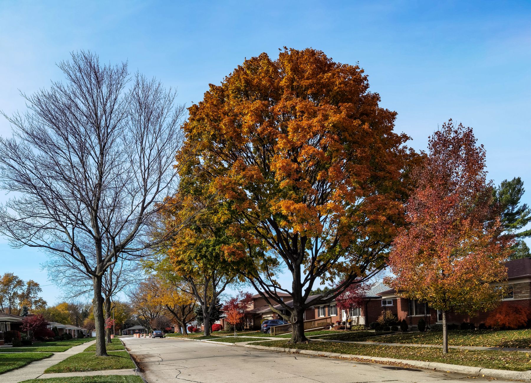 Tree-lined residential street in autumn