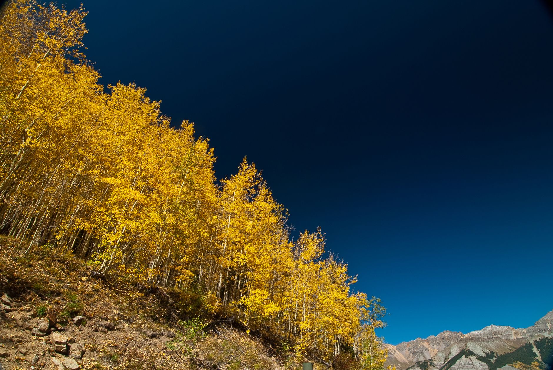 Golden aspens in the Colorado autumn