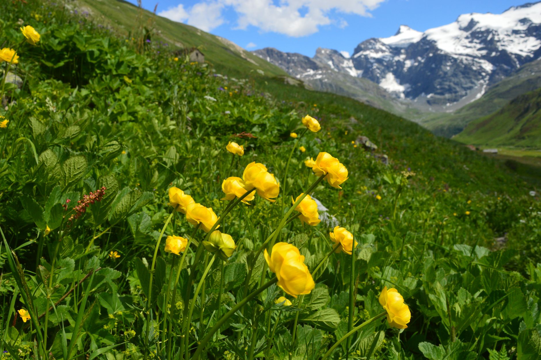 Wildflowers blooming in a mountain meadow