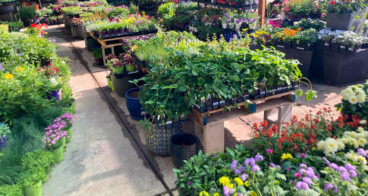 Best Flower Shops in Boulder | Sturtz & Copeland Florists & Greenhouses