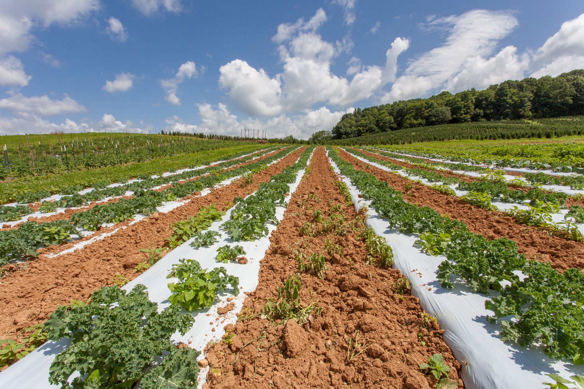 Rows of vegetables growing on a farm
