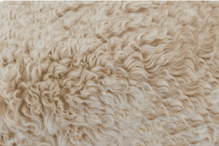 Babaee Rug Gallery — Cleaning Services in Boulder, Colorado