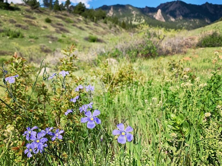 A Guide to the Boulder’s Absolute Best Wildflowers Hikes