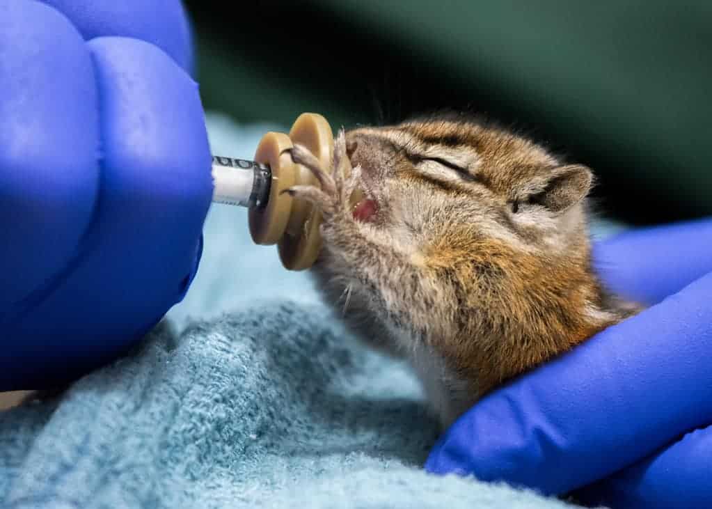 Greenwood Wildlife Rehabilitation Center — Family & Home Services in Boulder, Colorado