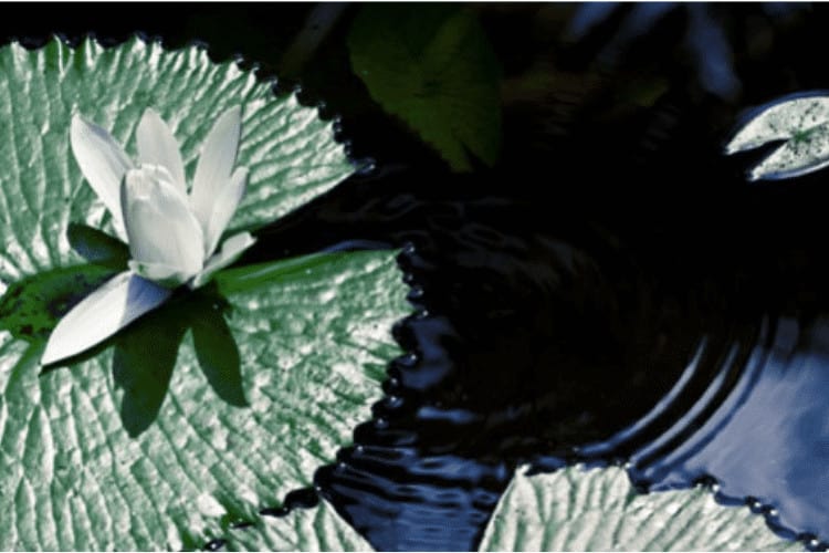 Essencewave Body Therapies — Health & Fitness