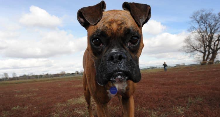 Pet Rescue: Adopt a Fur-Ever Friend in Boulder