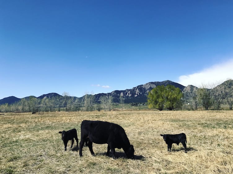 Hike in Boulder: Best Summer Trails