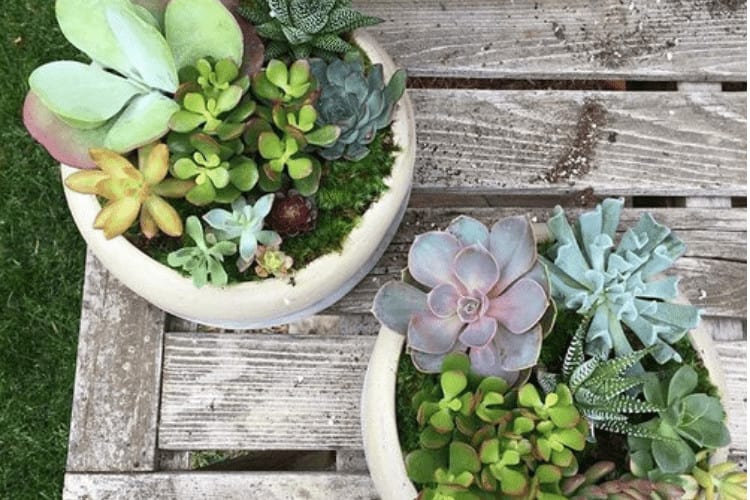 Plants Y'all — Florists