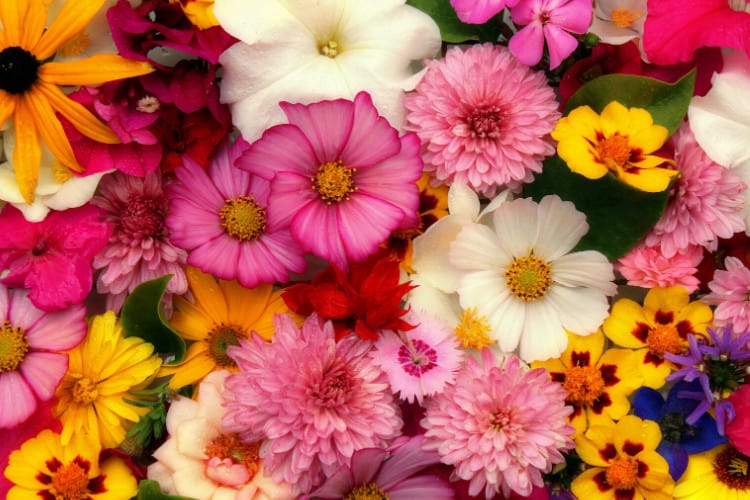 Painted Primrose — Florists
