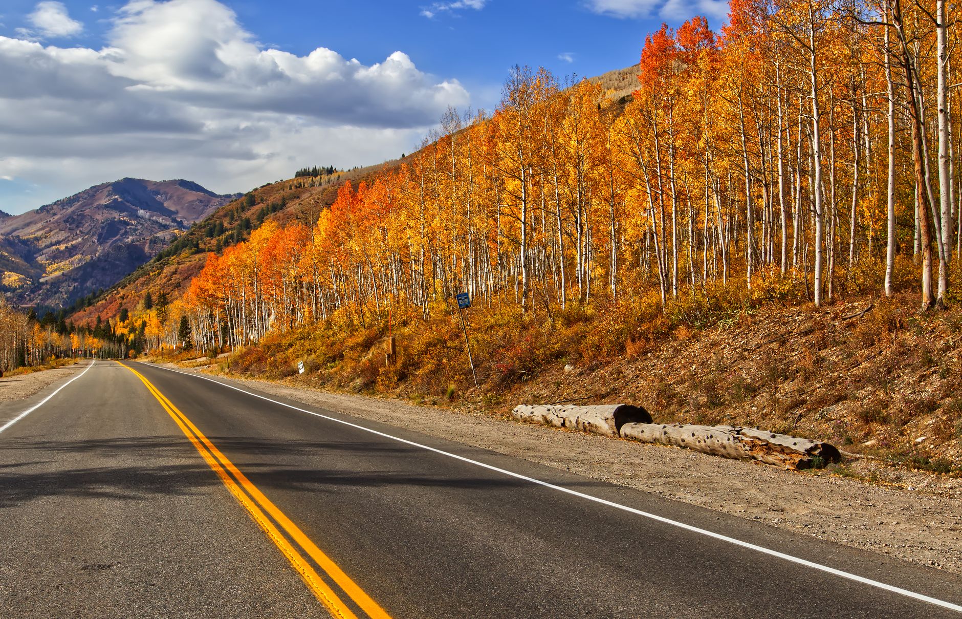 Road lined with golden aspen trees in autumn