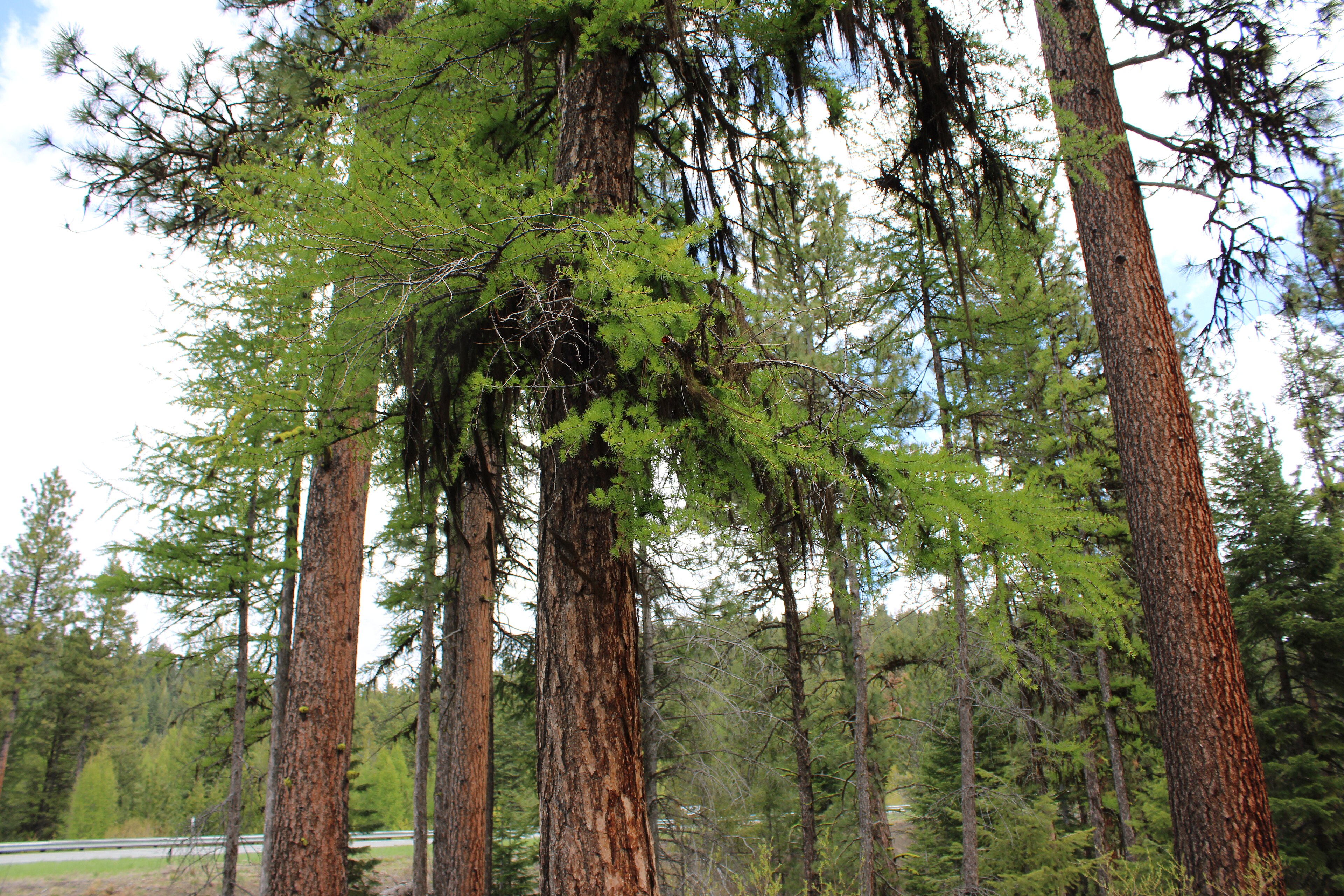 Boulder County taking fuels mitigation grant applications through Oct. 29