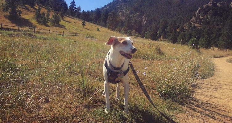 Woof Boulder: Hiking with Dogs 101
