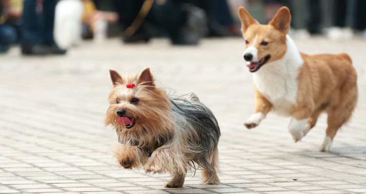 boulder canine classic 5k