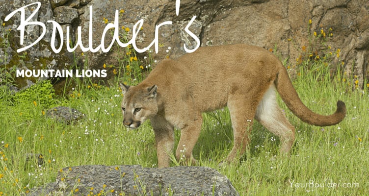 Boulder's Mountain Lions