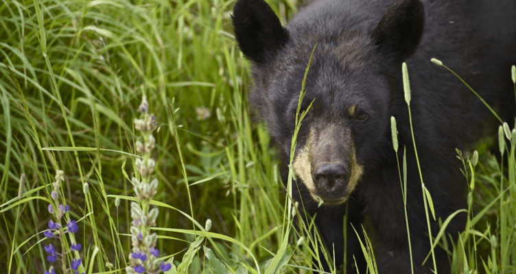 boulder black bears