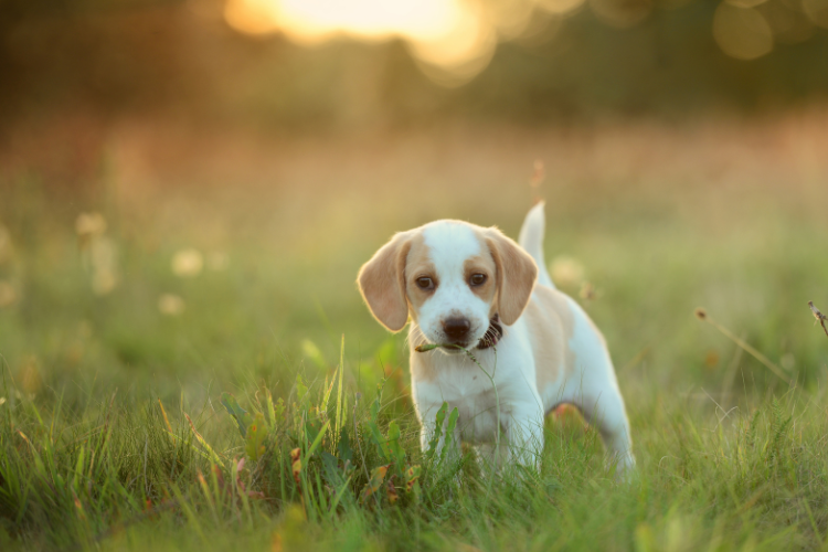 Unleash the Fun: Discover the Best Dog Parks in Boulder