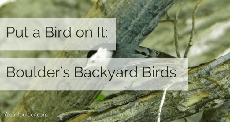 boulder co birds