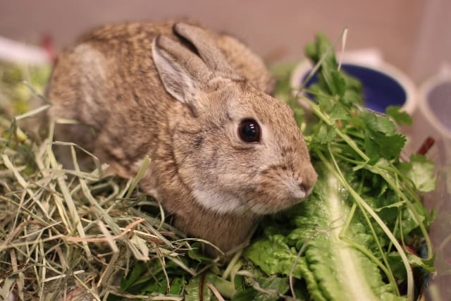 Three Fun Ways to Help Protect Boulder-Area Wildlife