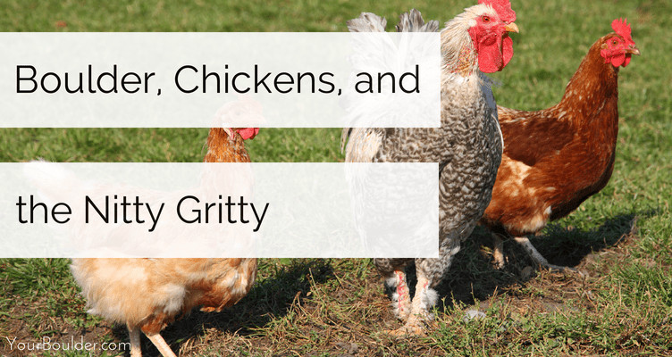 boulder chickens homesteading