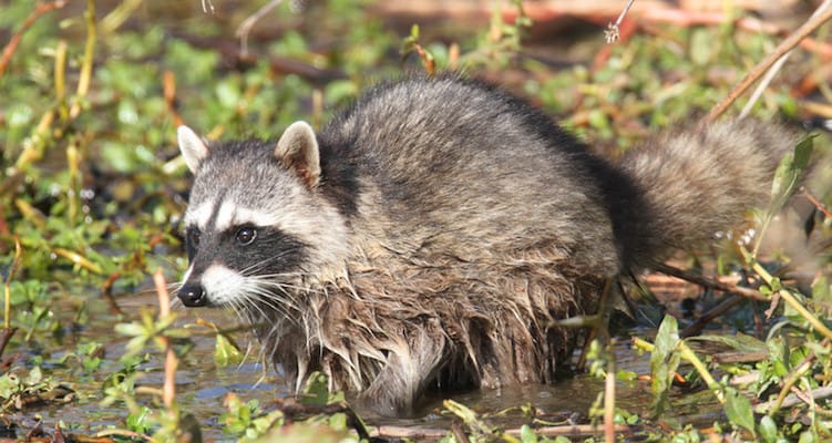 boulder raccoons