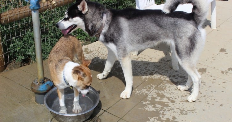 dog friendly bars restaurants boulder