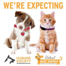 pet adoption boulder
