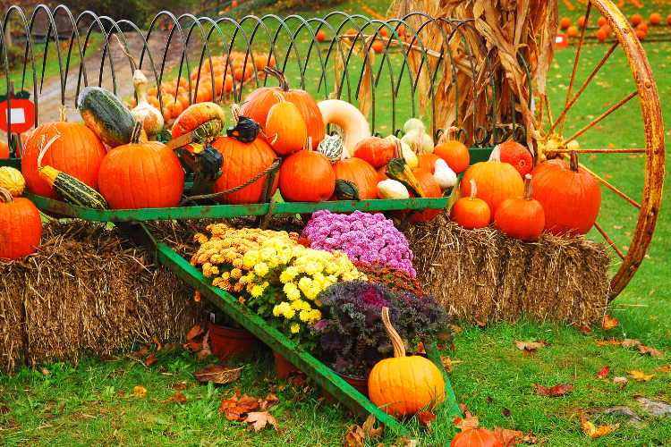 Discovering Fall Farm in Boulder: A Seasonal Delight