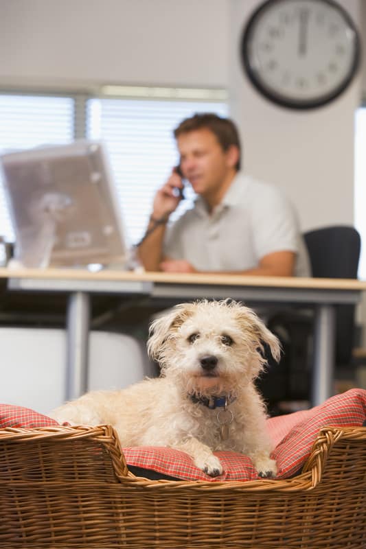 work from home tips