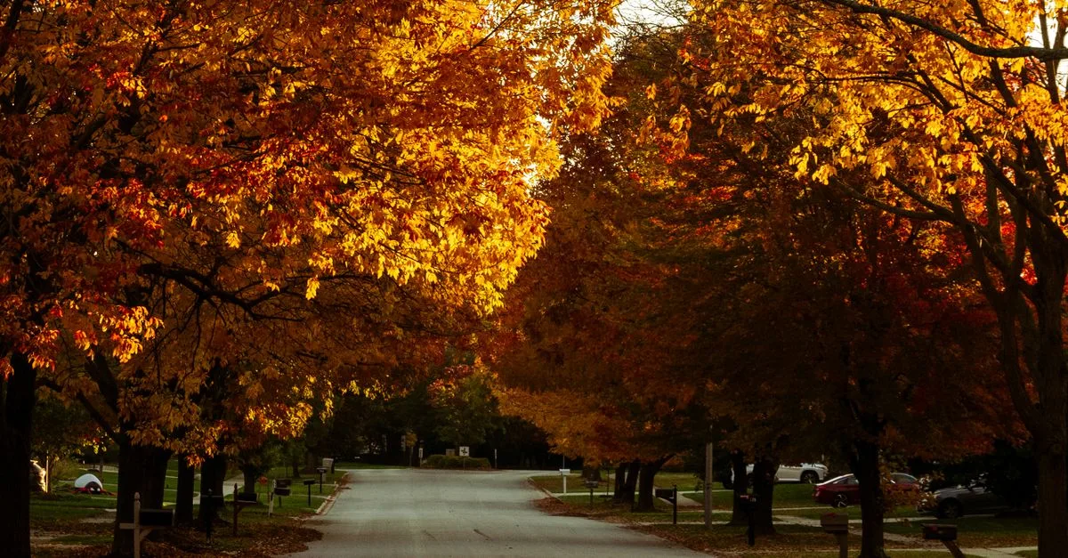 Golden autumn trees arching over a quiet, tree-lined residential street