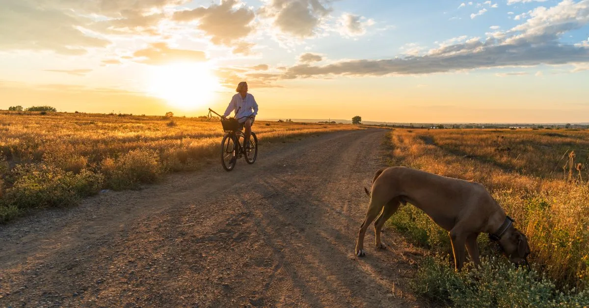A cyclist and dog on a dirt road at sunset near Boulder, Colorado