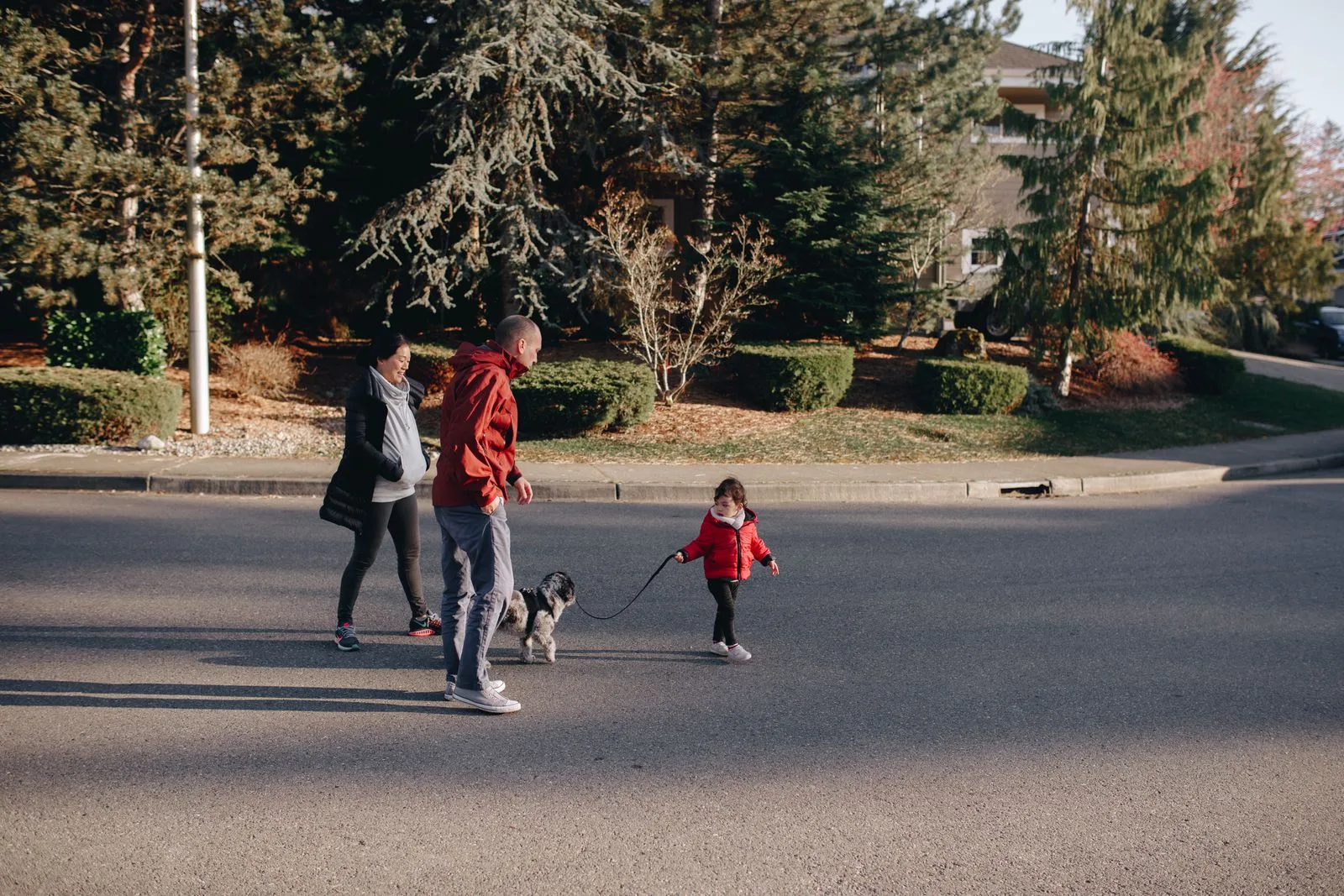 A family walks their dog past evergreens on a quiet neighborhood street