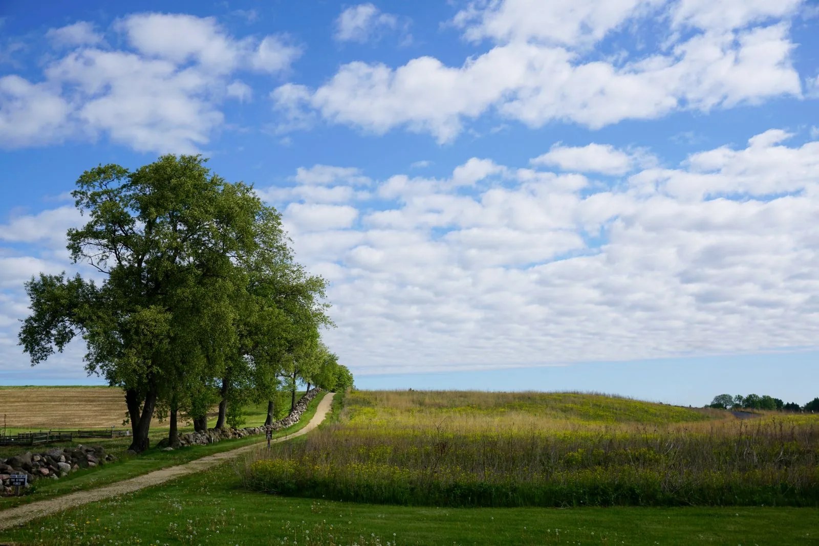 A cottonwood-lined dirt trail opens onto grassland under a wide sky