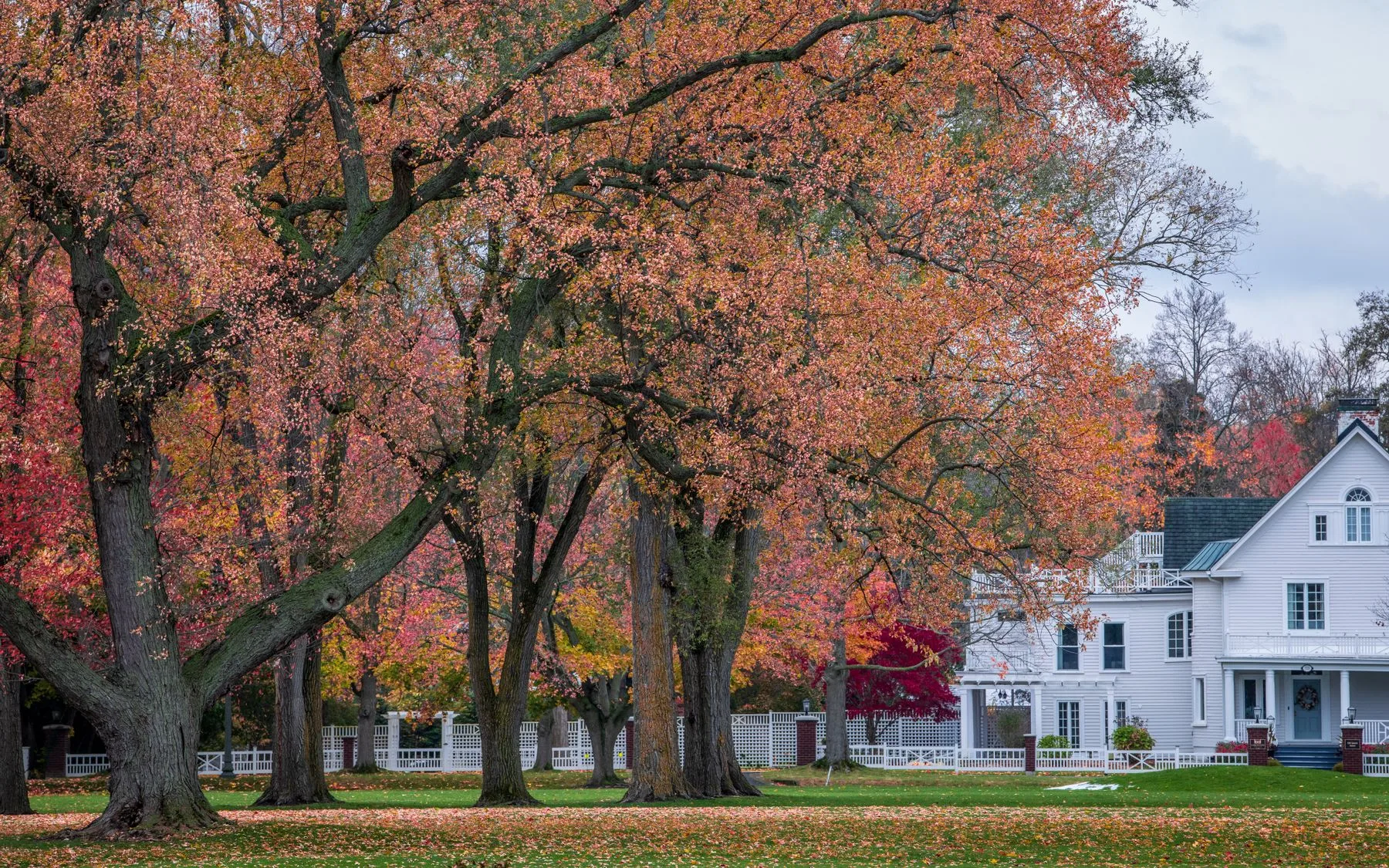 Autumn maple canopy over a white Victorian house behind a picket fence