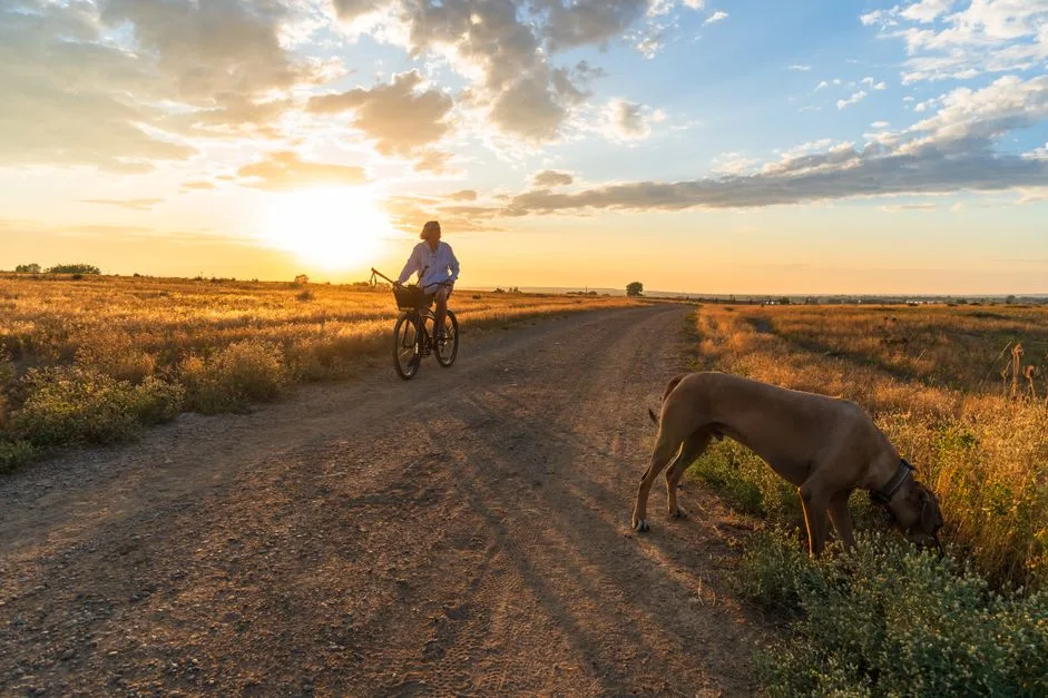 Cyclist and dog on a dirt trail through prairie grass at sunset