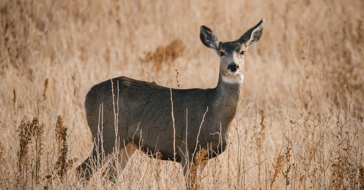 A mule deer standing alert in golden grass near Boulder's foothills