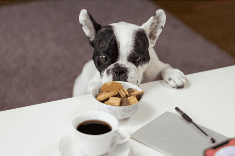 Dog in a cafe - yourboulder.com