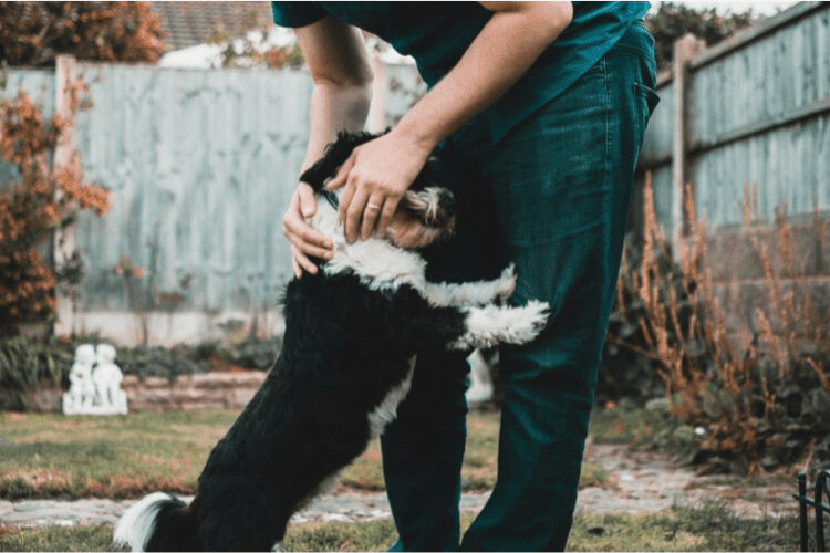 Paw Bestfriends