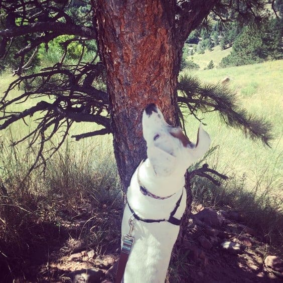 dogs hiking boulder co