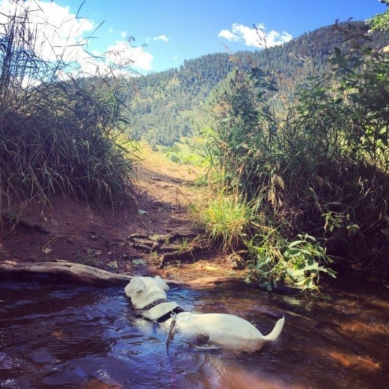 dogs hiking boulder co