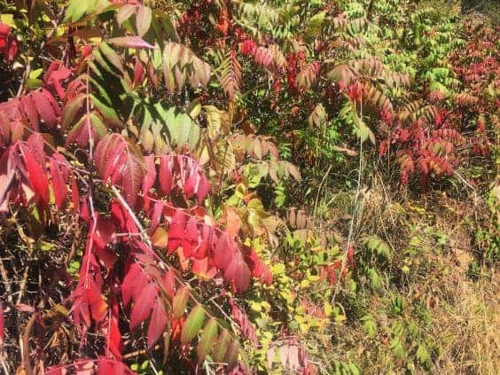 red sumac