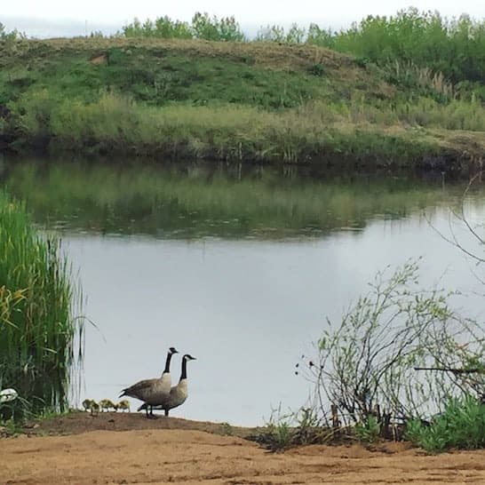 Walden ponds boulder co