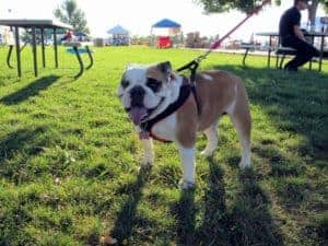 doggie-dash-2