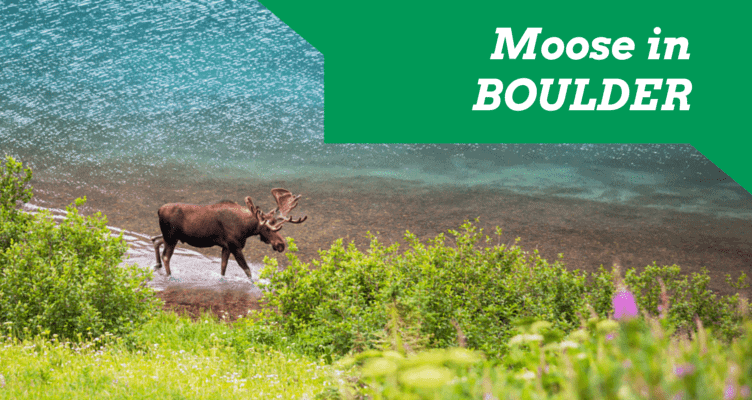 boulder co moose