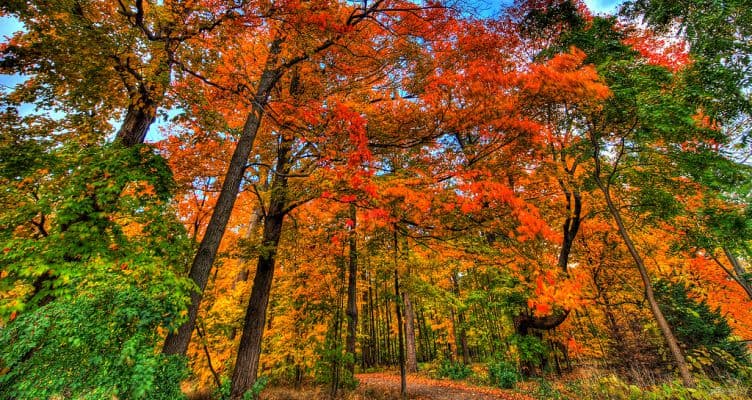 fall-tree-leaves