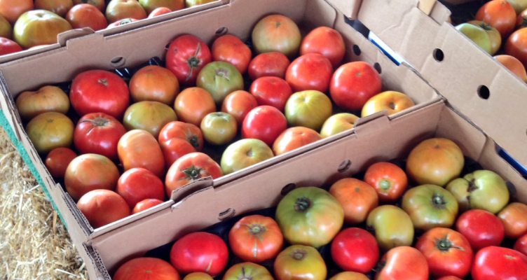 Discovering Fall Farms in Boulder: A Seasonal Delight